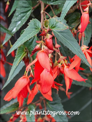 Angel Wing-like leaves and pendulous red flowers